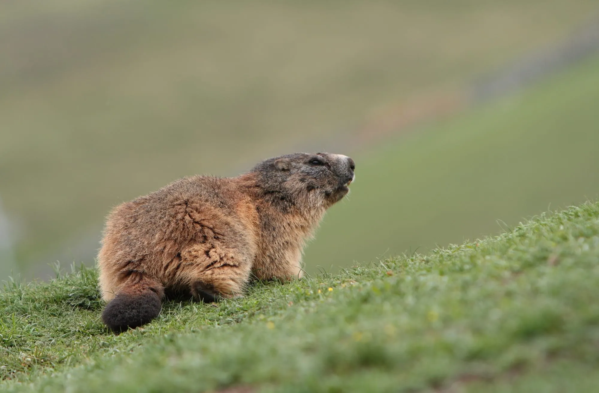 Marmota en el Pirineo
